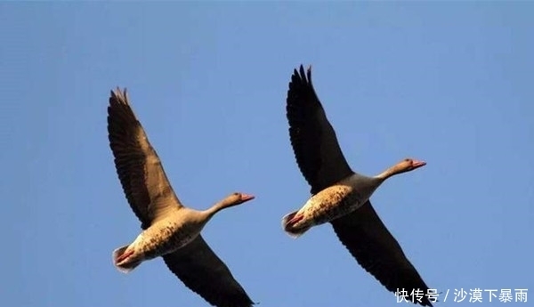 断雁孤鸿是什么生肖｜孤雁与孤鸿对应的生肖是什么_灵活研究解析现象