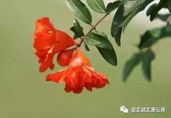 二月榴花绽放时，新作资讯是否已翩翩而至？